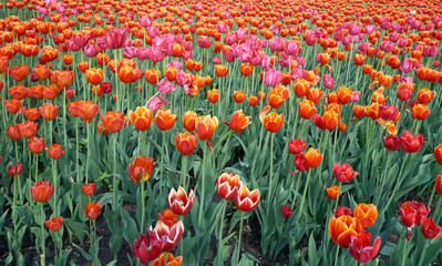 Field of bright orange-red tulips