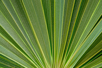 Obraz premium Palm Leaf Closeup
