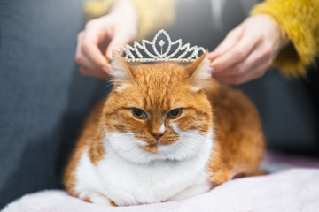 Portrait of red white Norwegian home cat with princess crown on head.