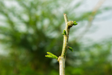 Acacia pennata (Willd.Subsp.InsuavisNielsen)