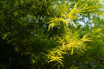Bamboo trees and bamboo branches