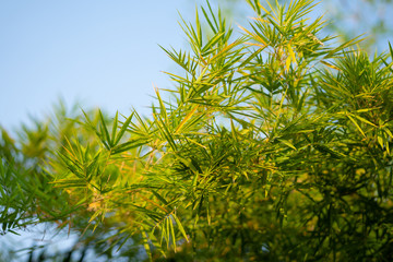 Bamboo trees and bamboo branches