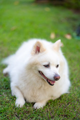 The long-haired white dog on the lawn