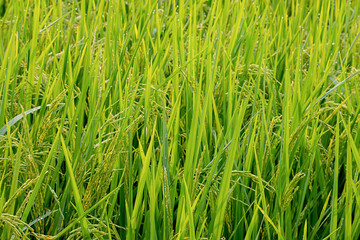 Water drops on the leaves of rice in the field and is soon up to the seed harvest.