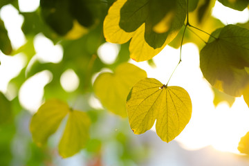 Beautiful leaves and branches
