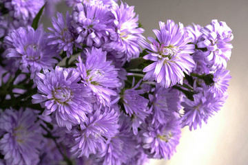Beautiful purple flowers
