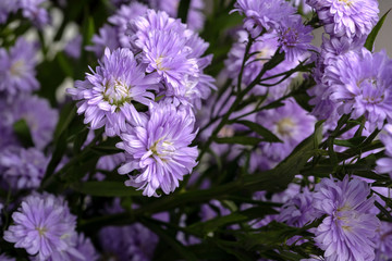 Beautiful purple flowers