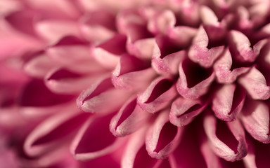 pink rose petals