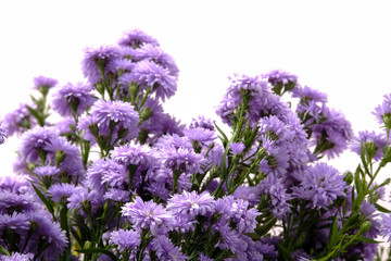 Beautiful purple flowers