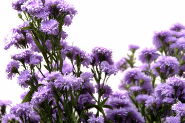 Beautiful purple flowers