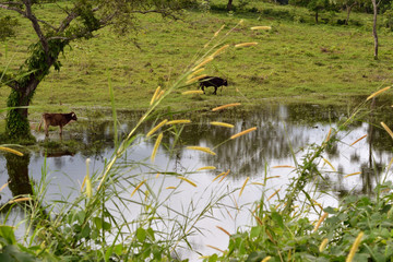 Madre y su becerro pastando tranquilamente en lago artificial en Veracruz