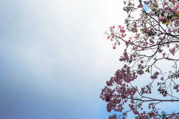Pink flowers and sky