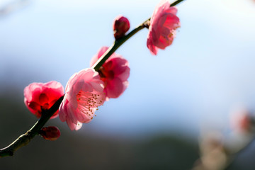 梅の花