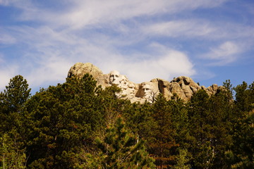 tree in mountains Mt Rushmore