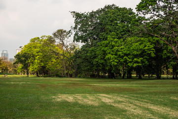 Landscape of tree in the park