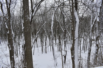 trees in winter