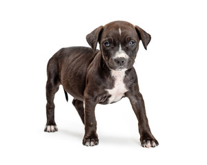 Cute Black Puppy Standing Looking Forward