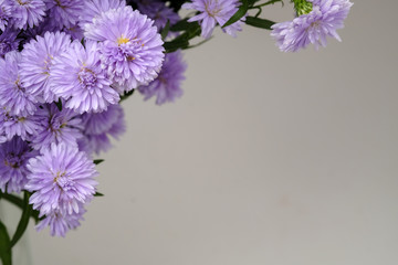 Beautiful purple flowers