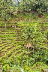 Tegallalang Rice Terraces and vegetation in Ubud, Bali, Indonesia