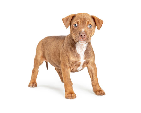 recommend clip art: Cute brown terrier puppy dog standing looking forward