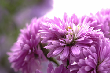 Beautiful purple flowers