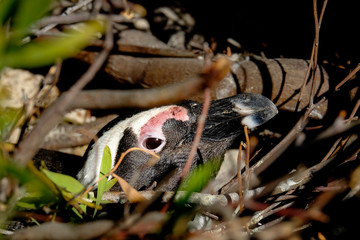 Penguin resting in his nest