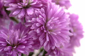 Beautiful purple flowers