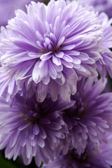 Beautiful purple flowers