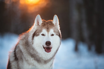 Naklejka premium Cute, beautiful and happy siberian Husky dog sitting on the snow in winter fairy forest at golden sunset