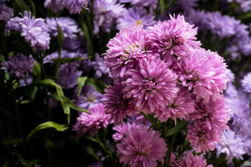 Beautiful purple flowers