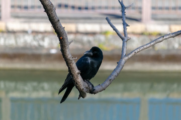 枯れ木にとまる真っ黒カラス