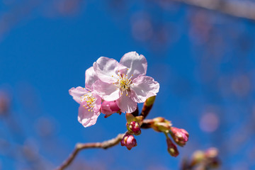 冬に咲く伊藤小室桜