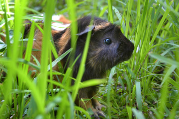 Baby guinea pigs hide between grasses