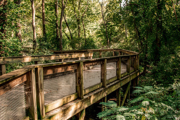 Wooden bridge passing in the woods