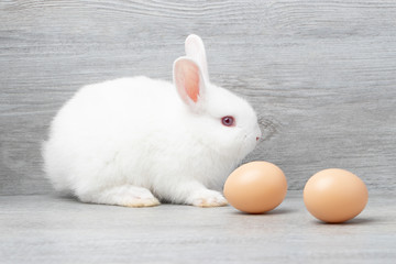 Little white rabbit sitting on gray wooden  background with eggs at studio. It's small mammals in the family Leporidae of the order Lagomorpha. Animal studio portrait. Easter concept