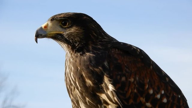 Close Up Of Harris Hawk Hunting Bird Looking Around While Zoomed In 4K