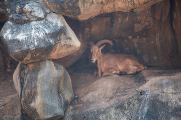 a barbary sheep on cliff