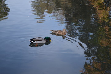 Ducks and a Turtle
