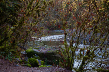 River through the trees