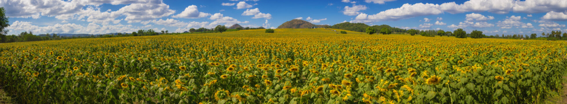 Panoramic view on sunflower field with blue sky © sutlafk