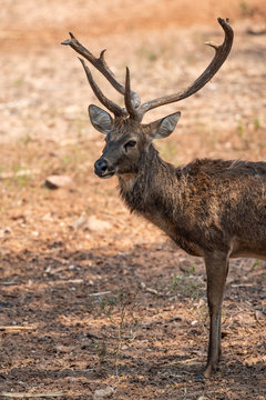 a beautiful brown deer in wildlife © nitinan