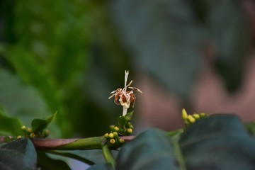 Fototapeta premium Coffee flower
