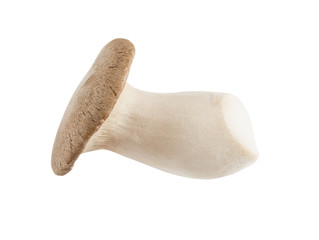 Mushroom on a white