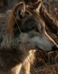 portrait of a wolf