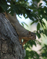 Squirrel hanging in tree