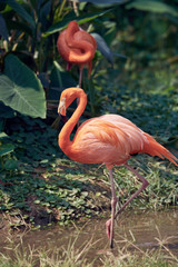 a beautiful flamingo in the suny