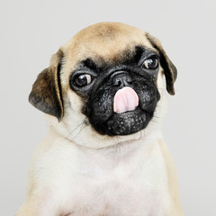 Obraz premium Adorable Pug puppy solo portrait
