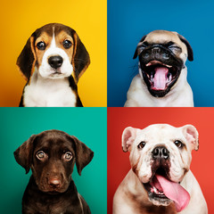 Portrait collection of adorable puppies