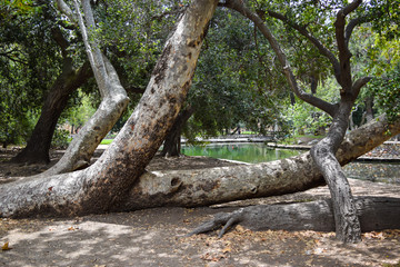 Tree with big roots