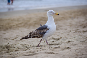 White seagull in the sand